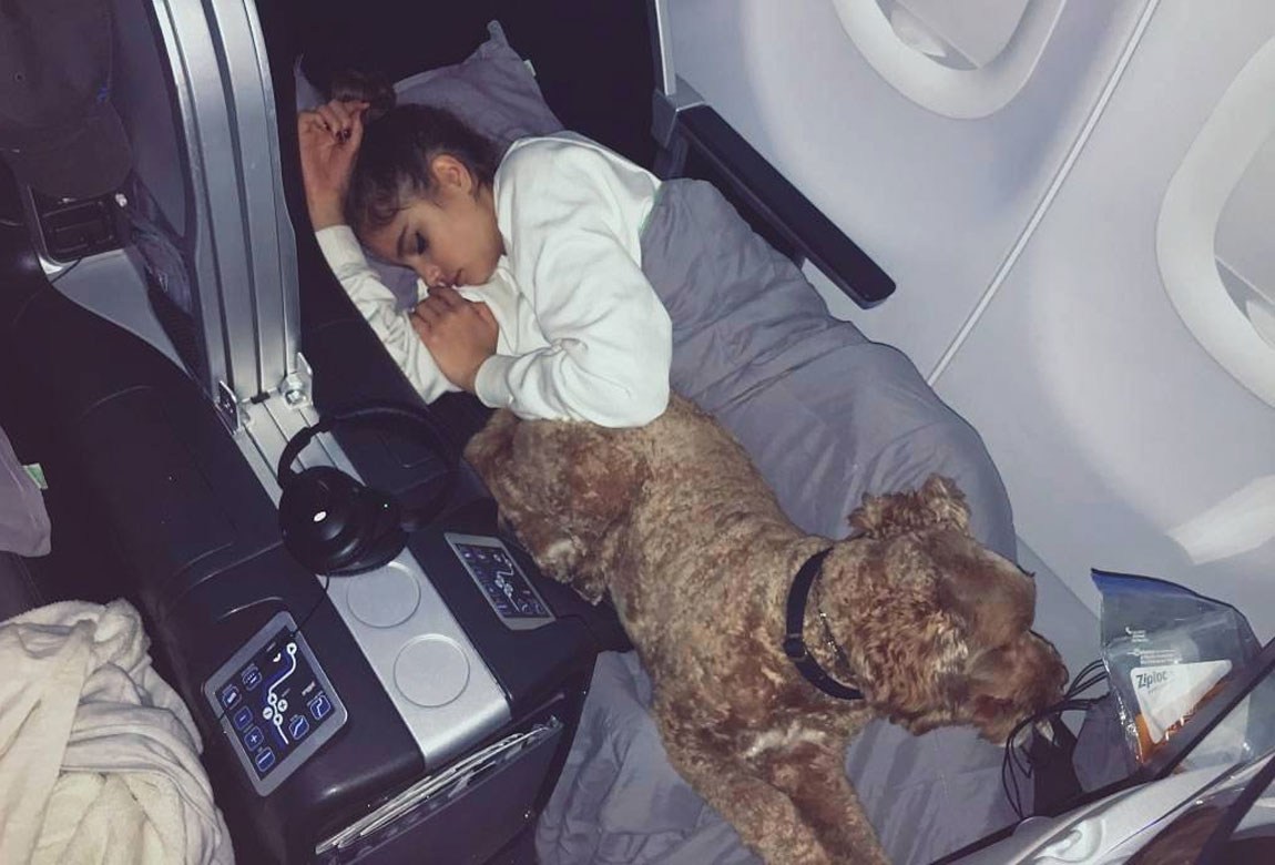 Can Dogs Go On Long Haul Flights